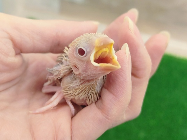 シナモン文鳥