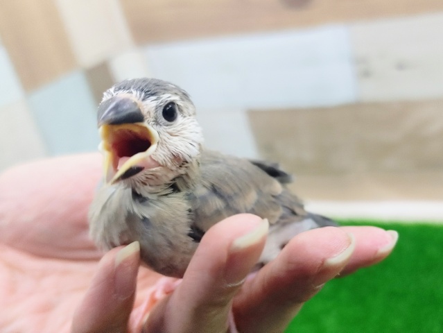 桜文鳥