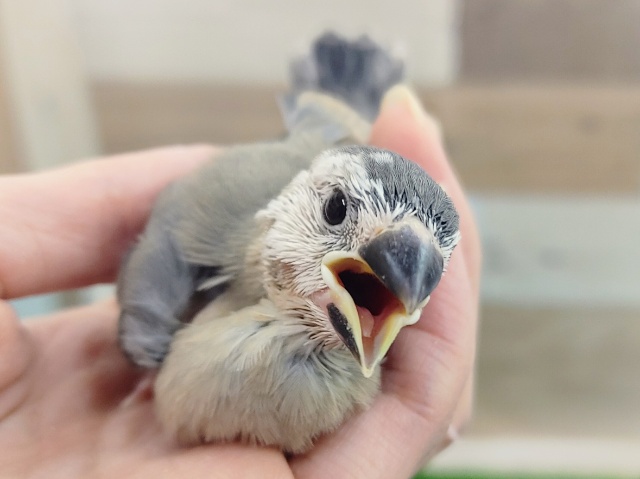 柄が個性的❤桜文鳥のヒナ入荷しました〜❤