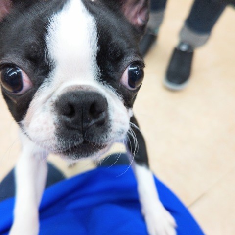 ボストンテリア