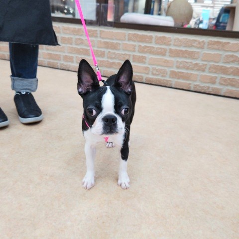 ボストンテリア(ボストンカラー)女の子♪ぶぅぶぅいっちゃうカワイイ子❤ ボストンテリア