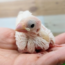 白文鳥さんのヒナ入荷しました❤