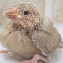 人気カラーにご注目～🐣　シナモン文鳥