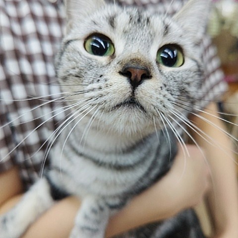 アメリカンショートヘア