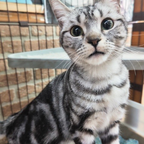 最新画像!アメリカンショートヘアー(シルバータビー)女の子♪1歳だけど甘えんぼ〜❤ アメリカンショートヘア