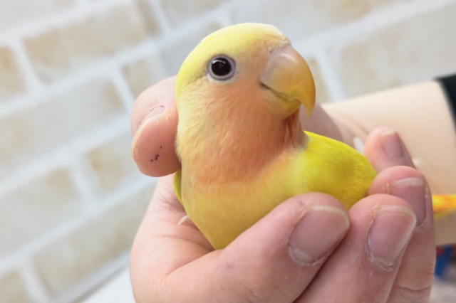 コザクラインコ（小桜インコ）