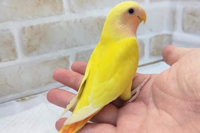 コザクラインコ（小桜インコ）