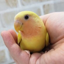 最新画像あり！　黄色が輝いてます～💛　コザクラインコ(ルチノー)