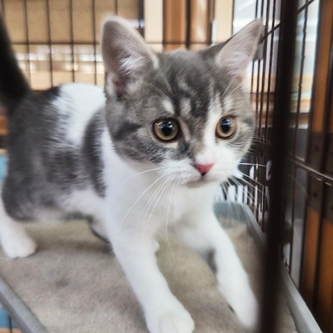 スコティッシュフォールド(ブルータビー&ホワイト)男の子♪可愛すぎてキュン❤ スコティッシュフォールド