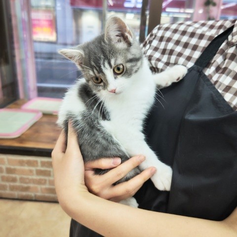 スコティッシュフォールド