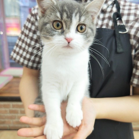 スコティッシュフォールド