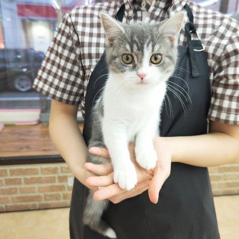 スコティッシュフォールド