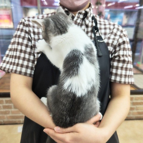 スコティッシュフォールド