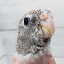 最新画像あり！　アキクサインコ（ローズ）　小さなピンクの小鳥さんです！