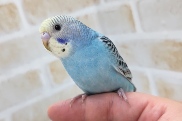 最新画像あり！　黒い模様が特徴的～💙　セキセイインコ(レインボー)