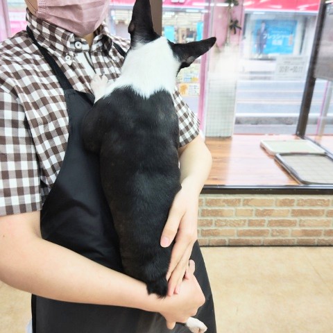 ボストンテリア