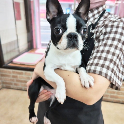 ボストンテリア