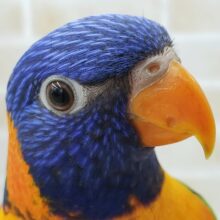 最新画像更新！色とりどりのとりさん～🌈　ゴシキセイガイインコ