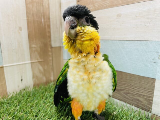 ズグロシロハラインコ