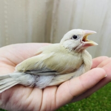 最新画像になりますよ‼️淡いカラーのしなもんブンブン文鳥さん登場⭐️ シナモン文鳥