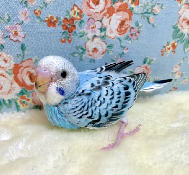 セキセイインコ ブルーオパーリン 💙🫧‪ 2/3