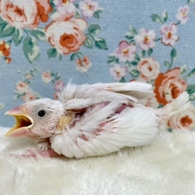 白文鳥   🤍🪶   2/11