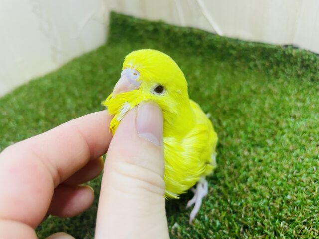 ジャンボセキセイインコ