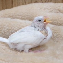 出たり入ったり♪かくれんぼ～　白文鳥☆☆