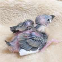 春はまだかなーー　日光浴＆水浴び＆お花見待ち遠しい　桜文鳥～～