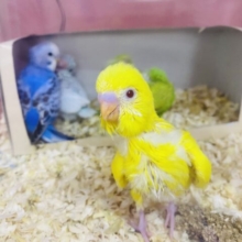 本店限定！ひな（雛）祭り🌸粟の穂掴み取り！！