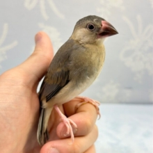 かわいい🌸桜文鳥 2023年1月 生まれ