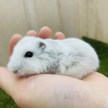 ぷっくりおだんごハムスターさん☁️お店にいます💓　サファイアブルーハムスター　男の子