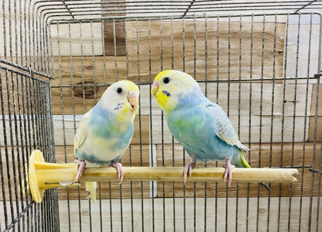 見ているだけでも癒されます♪セキセイインコペア♡