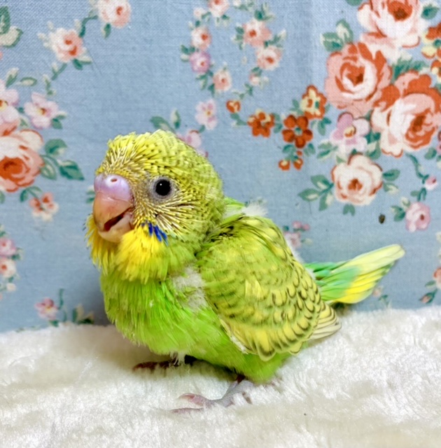 セキセイインコ グリーンスパングル 🌿*｡ 2/18