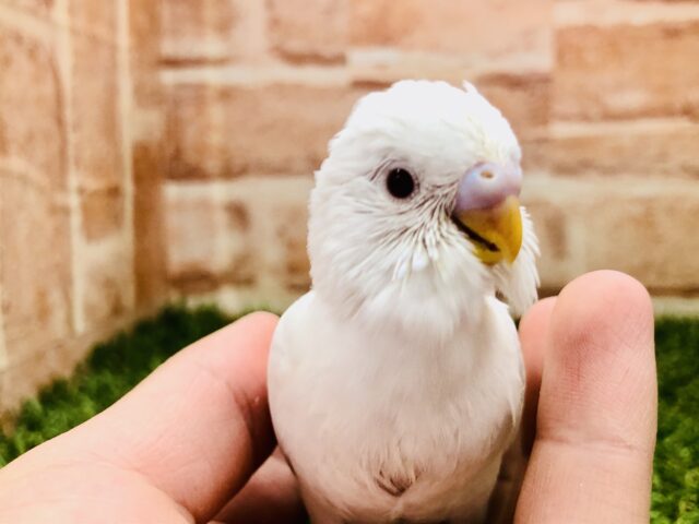 可愛いアルビノちゃん在舎してます　セキセイインコ　Ｒ５　２／１撮影