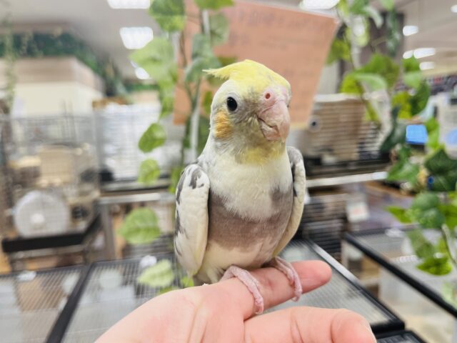 オカメインコ