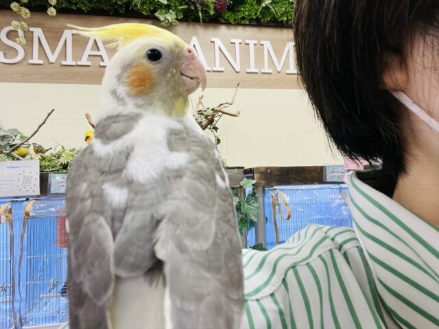 オカメインコ