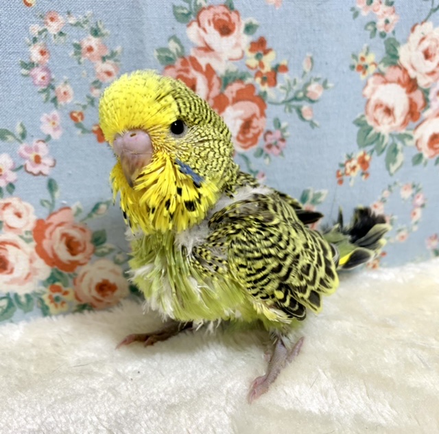 ジャンボセキセイインコ ノーマル系オリーブグリーン 🍀🍋🫒 .*゜ 2/11