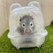 ひょっこりお顔を覗かせて〜　長毛ハムスター　セーブル系　女の子