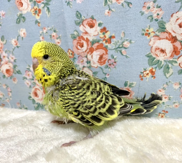 ジャンボセキセイインコ