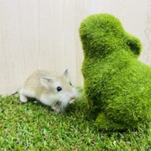 狭いところが好きなの〜！ロボロフスキー　ノーマル　男の子