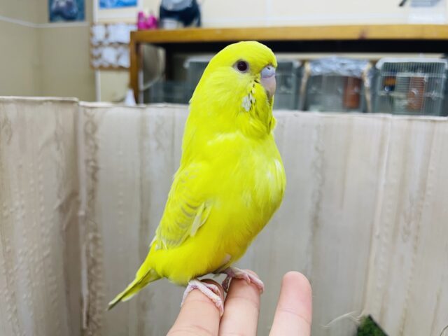 ジャンボセキセイインコ