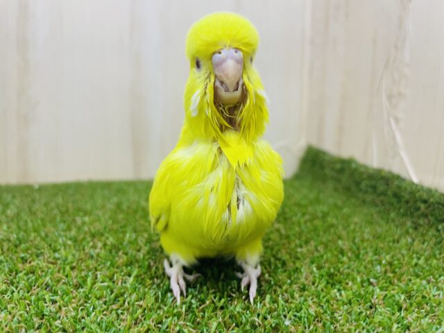 ジャンボセキセイインコ