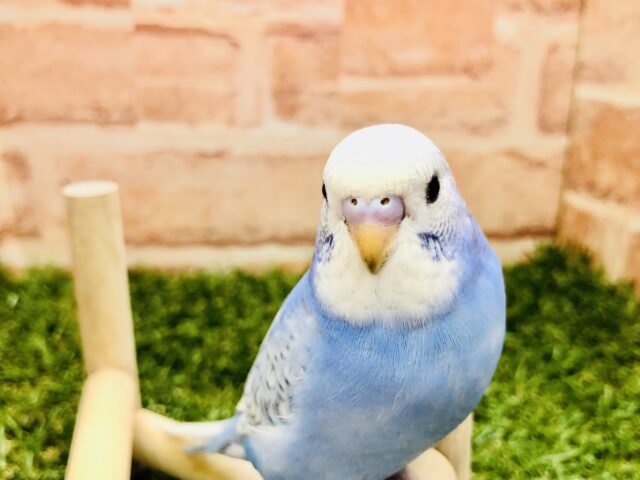 ヒナ餌卒業したばっかです　セキセイインコ　Ｒ５　２／１撮影