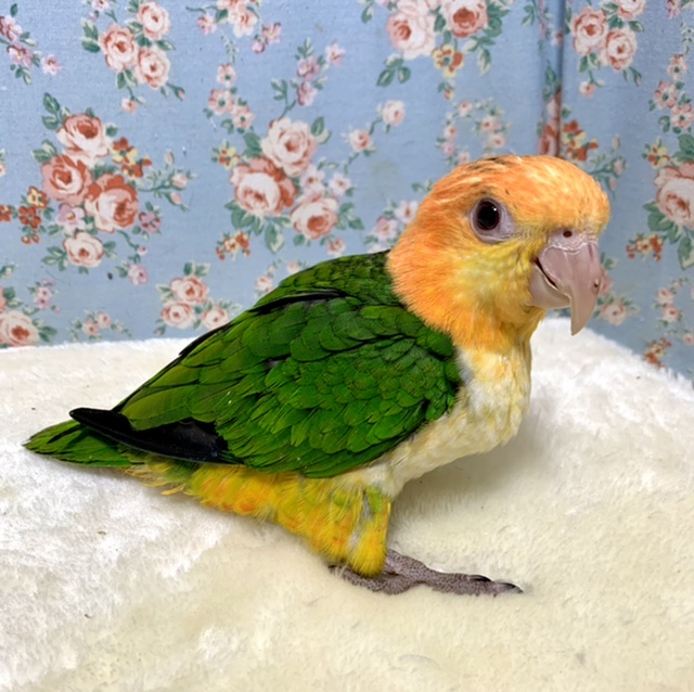 シロハラインコ