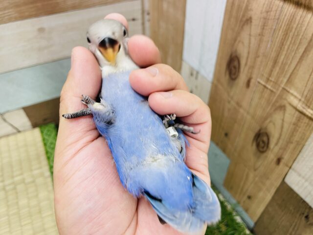 コザクラインコ（小桜インコ）