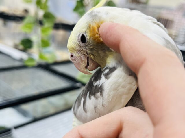 オカメインコ