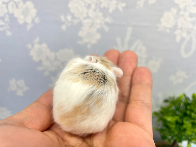 ✨最新画像あります✨素早いでぇ〜🐹💨ロボロフスキーハムスター(ブラウンパイド)男の子2022年12月生まれ ロボロフスキーハムスター