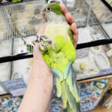 【あと1羽✨️】動画更新‪☆元気いっぱい！人が大好き！オキナインコ(グリーン)