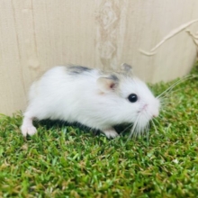 とっとこ〜♪走り回るよ！ロボロフスキー　パイド　女の子